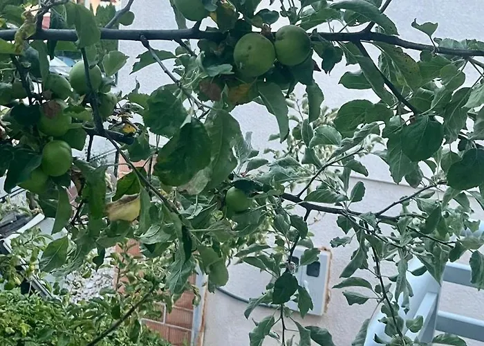 جنة Gana Sarajevo